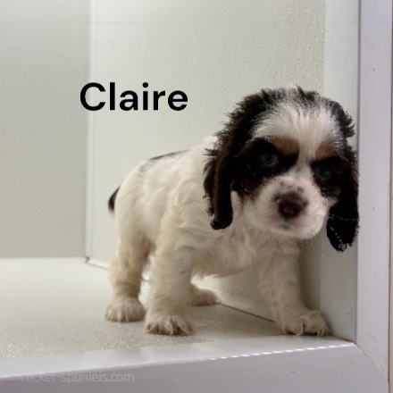 puppy, for, sale, Cocker Spaniel, Joe & Cherri  Overlease, dog, breeder, Miller, MO, dog-breeder, puppy-for-sale, forsale, nearby, find, puppyfind, locator, puppylocator, aca